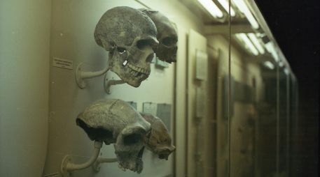 La investigación de los restos fósiles ancestrales es uno de los caminos para conocer la evolución humana. ESPECIAL / UNSPLASH