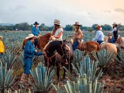 La Ruta del Tequila nació en abril del 2006 y está integrada por 8 municipios de Jalisco. ESPECIAL