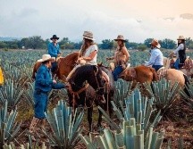 La Ruta del Tequila nació en abril del 2006 y está integrada por 8 municipios de Jalisco. ESPECIAL
