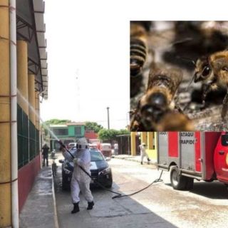 Abejas africanas atacan a niños y maestros de primaria; hay un muerto, en Tabasco