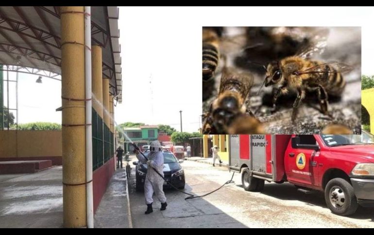 Bomberos ahuyentaron el enjambre de abejas. ESPECIAL