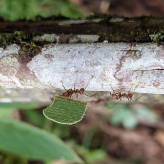 Las hormigas se "apoderaron" del mundo siguiendo a las plantas con flores: estudio