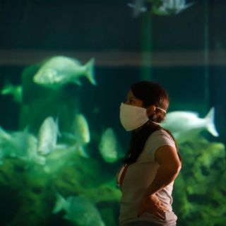 ¡Visita el Acuario Michin! Aprovecha Semana Santa y sumérgete en el mundo acuático