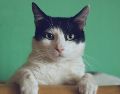 Entendiendo el catnip: su uso en la medicina y en el entrenamiento de gatos. UNSPLASH/ Manja Vitolic