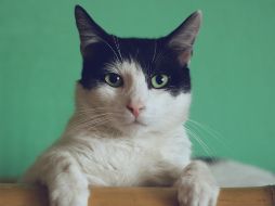 Entendiendo el catnip: su uso en la medicina y en el entrenamiento de gatos. UNSPLASH/ Manja Vitolic