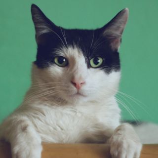¿Qué es el catnip y por qué los gatos lo aman?