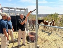 Los caballos fueron trasladados a un hospital veterinario para su valoración y atención inmediata. ESPECIAL