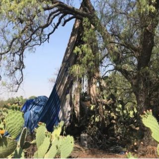 Ni la empresa ni el globo aerostático incendiado en Teotihuacán pertenecen a la Fegat
