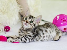 Si quieres viajar con tu gato estos consejos son para ti. ESPECIAL/Photo by Kim Davies on Unsplash.