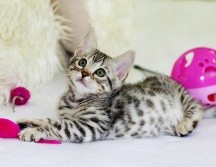 Si quieres viajar con tu gato estos consejos son para ti. ESPECIAL/Photo by Kim Davies on Unsplash.