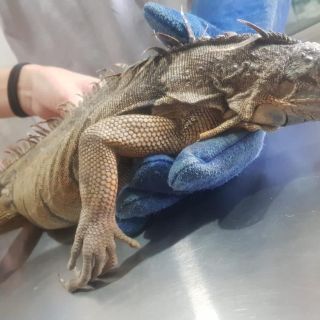 Rescatan a iguana herida en la Barranca de Oblatos