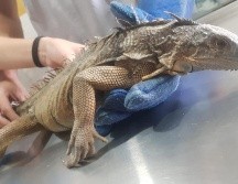 La iguana fue llevada al Centro Metropolitano de Conservación de Vida Silvestre en el Parque Agua Azul. ESPECIAL