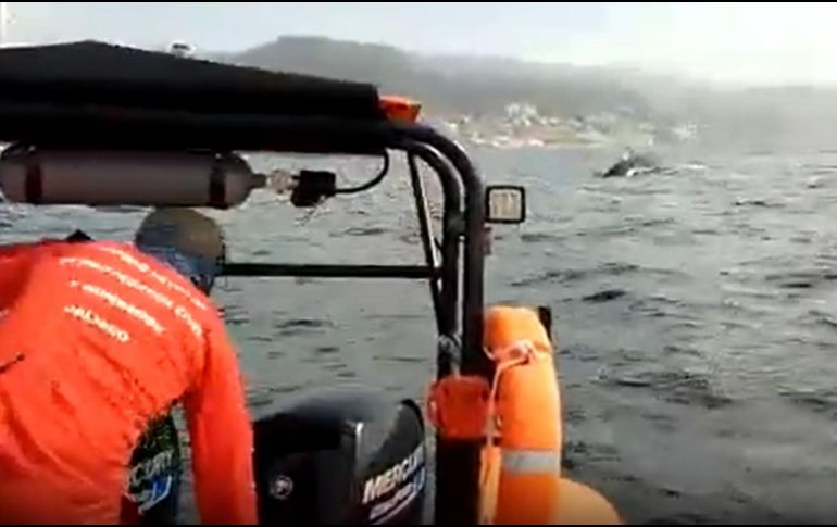 Las ballenas que más frecuentan las costas de Puerto Vallarta son las ballenas jorobadas.
