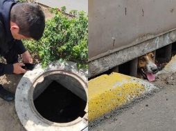 Los tres perros se encontraban desnutridos y deshidratados en una alcantarilla ubicada en Avenida Plutarco Elías Calles y Pablo Valdez. ESPECIAL