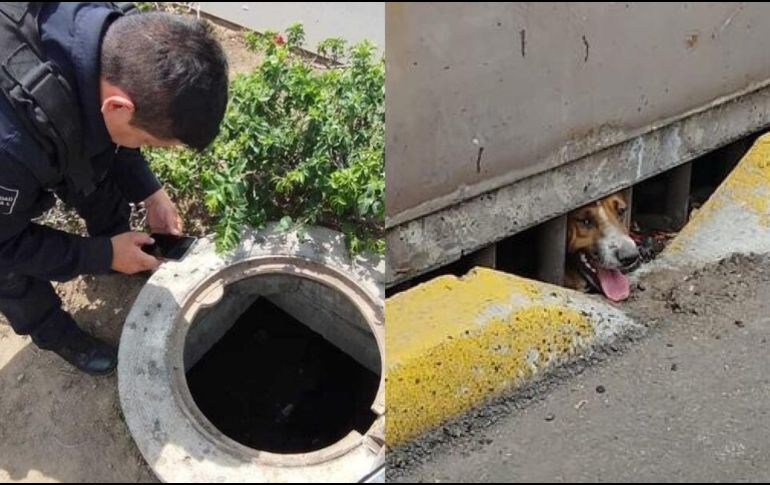 Los tres perros se encontraban desnutridos y deshidratados en una alcantarilla ubicada en Avenida Plutarco Elías Calles y Pablo Valdez. ESPECIAL
