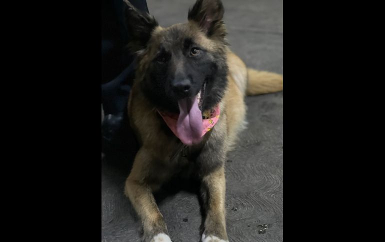 Horda fue rescatada embarazada. TWITTER /  @JefeVulcanoCova