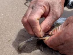 Activistas han criticado fuertemente esta práctica. ESPECIAL