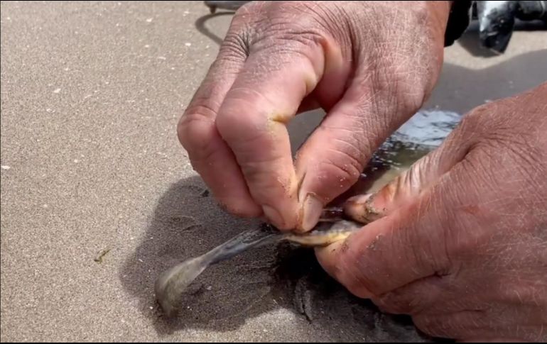 Activistas han criticado fuertemente esta práctica. ESPECIAL