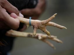 Una pelea de gallos se salió de control en Colima. EFE/ARCHIVO