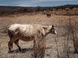 Reportan que los otros 54 municipios jaliscienses presentan condiciones de sequía moderada. EL INFORMADOR/ARCHIVO