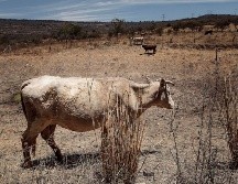 Reportan que los otros 54 municipios jaliscienses presentan condiciones de sequía moderada. EL INFORMADOR/ARCHIVO