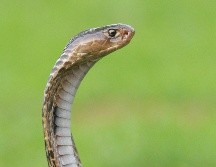 Un equipo de ingenieros registró el avión durante dos días, pero no la encontraron. (Imagen de archivo) ESPECIAL/UNSPLASH