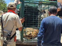 El tigre escapó de un domicilio particular. Twitter/@PCTlaquepaque