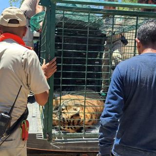 Atrapan tigre que se escapó de vivienda en Tlaquepaque (VIDEO)