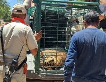 El tigre escapó de un domicilio particular. Twitter/@PCTlaquepaque