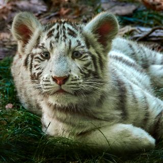 ¿Puedo tener un animal salvaje como mascota?