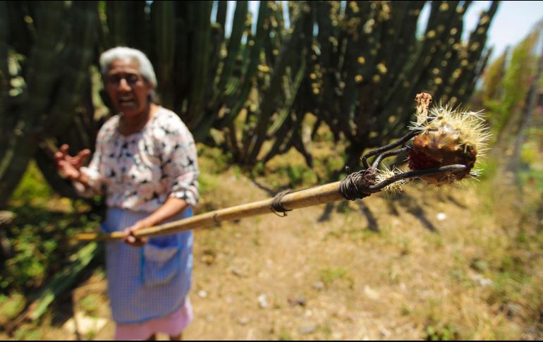 Los cactus crecen en el campo o en los huertos de las casas más antiguas de los pueblos hasta donde llegan los familiares o vecinos para ayudar con las labores de corte, pelado y acomodado de la pitaya. EL INFORMADOR / ARCHIVO