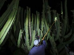 La cosecha se hace lentamente de noche y con cuidado porque si la pitaya se aprieta de más, la pulpa se aguada y ya no sirve para la venta. EFE / ARCHIVO
