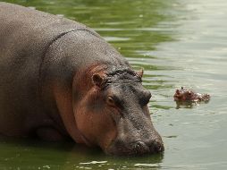 En el apogeo de su imperio criminal, Pablo Escobar construyó un zoológico con animales exóticos en su Hacienda Nápoles. Tras su caída, los hipopótamos quedaron sin control. EL INFORMADOR / ARCHIVO