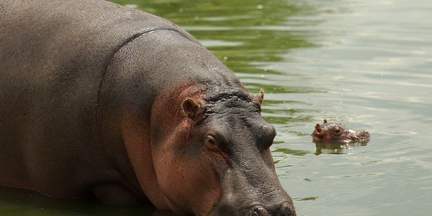Hipop&oacute;tamo de Pablo Escobar muere atropellado en carretera de Colombia