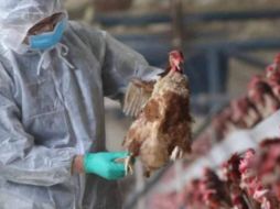 Ayer China confirmó la primera muerte humana por gripe aviar de este año.