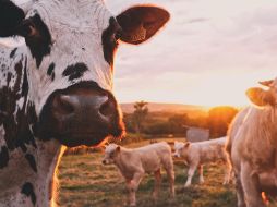 El ganado muerto representa alrededor del 90% del total de la granja. ESPECIAL/Foto de Stijn te Strake en Unsplash