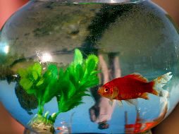 Feng Shui. Nunca deberás olvidarte que, en el momento en que el agua se empiece a estancar, sucederá lo mismo en tu entorno, es por eso que esta siempre debe estar limpia. AP / ARCHIVO