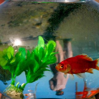 Feng Shui: Así es como el agua te ayuda a limpiar tu casa