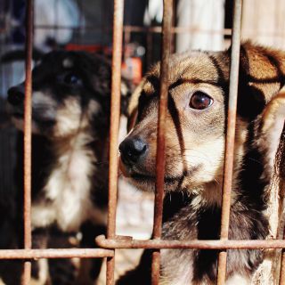 Proponen endurecer penas tras matanza de perros en Monclova