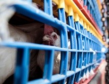 La Organización Mundial de la Salud confirmó tres casos de gripe aviar H3N8 en humanos en el último año en China. EL INFORMADOR/ARCHIVO