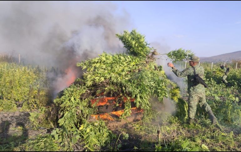 El Ejército quemó más de 100 mil plantas de marihuana en Poncitlán. ESPECIAL