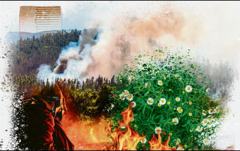 Aunque hoy en día gran parte de los incendios forestales son antropogénicos, el fuego ha estado presente en los ecosistemas terrestres durante 400 millones de años. ESPECIAL/C. Yaver