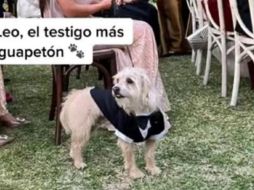 El perrito que fungió como testigo en la boda de sus dueños. ESPECIAL/TikTok