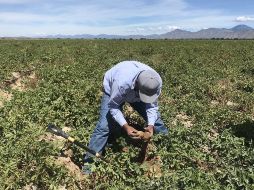 Marko Cortés aseguró que los productores agrícolas se enfrentan a un panorama sombrío. EFE/ARCHIVO