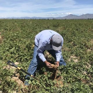 Con López Obrador, campesinos están más descobijados que nunca: PAN