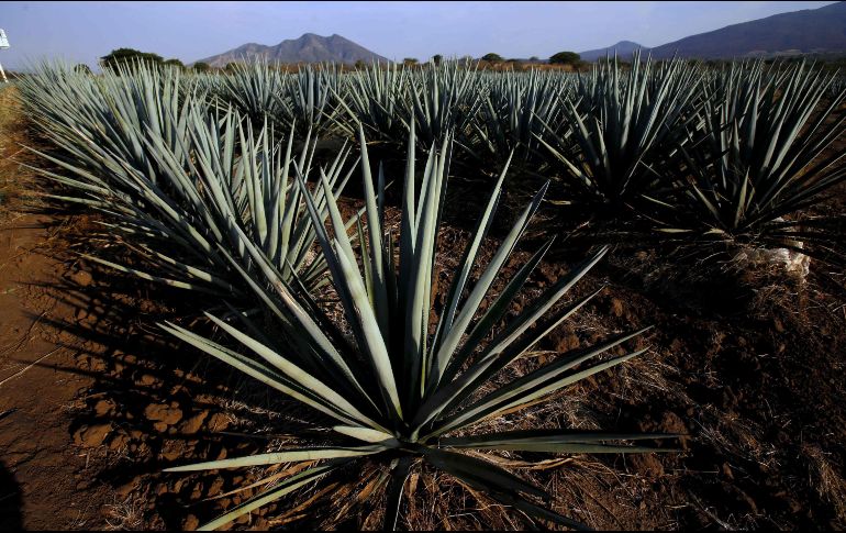 De acuerdo con datos del Consejo Regulador del Tequila de enero a marzo de este año se produjeron 172.3 millones de litros en Jalisco. AFP/ ARCHIVO