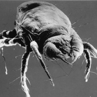 ¡Devorado vivo! Hombre muere infestado de chinches dentro de su celda