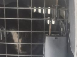 El gato no contaba con lesiones visibles, por lo que se lo entregaron a la dueña. TWITTER/@SSC_CDMX