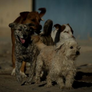 ¡Sigue el maltrato animal! Denuncian a envenenador de perros en San Gaspar