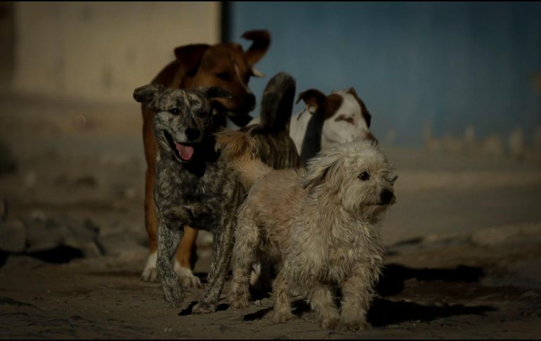 La denuncia fue hecha por los mismos habitantes de San Gaspar, quienes revelaron que en la colonia han sido envenenados perros, alrededor de 20. EL INFORMADOR / ARCHIVO